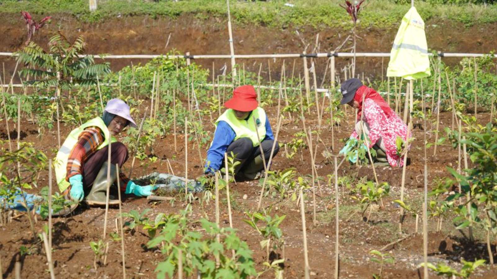 22 Hektare Kebun Teh di Ciater dan Pangalengan Telah Direvitalisasi untuk Cegah Bencana